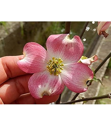 Amazon.co.jp: 斑入りハナミズキ 彩 品番3653 : DIY・工具・ガーデン